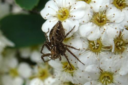 Réf. 255 248 : Oxyopes heterophthalmus